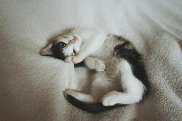 A small gray kitten plays on bed. Lying on the bed.