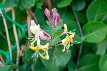 Blooming Honeysuckles Lonicera Caprifolium . Natural background with flowers