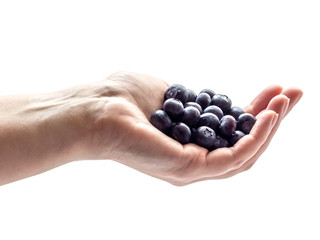 Bunch of blueberries in a hand isolated on white background