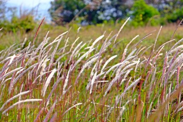 Plenty of purple Fountain Grass blows with the wind.