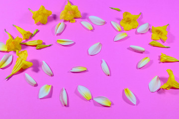 White yellow flowers on pastel pink backgrounds