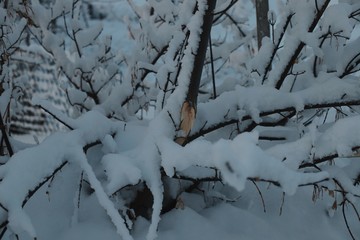 Broken branch of a bush in winter, whose branches are in the snow.
