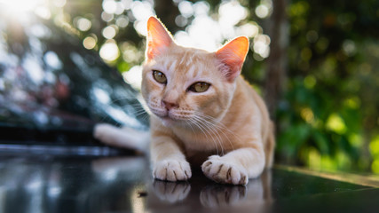 An ginger stripes stray cat laying down on the car hood with morning sunlight rays on the background.