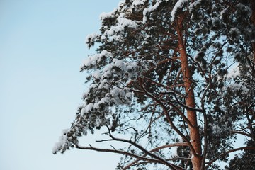 The top of a beautiful pine tree against a blue sky