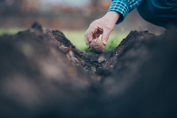 Close up of man hand planting potatoes on his huge garden, gardening concept
