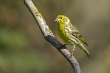 Verzellino (Serinus serinus),primo piano  su ramo