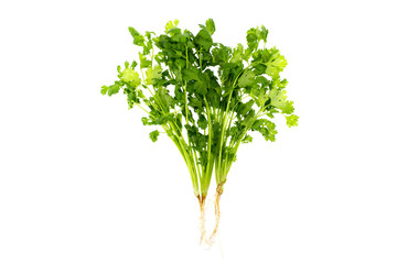 Bunch of fresh coriander leaves isolated on white background.
