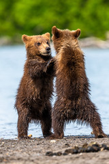 Obraz premium Ruling the landscape, brown bears of Kamchatka (Ursus arctos beringianus)