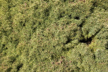 Macro green spine pine tree