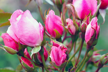 Red rose as a natural and holidays background, nature.