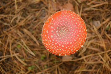 Amanita in the forest, dangerous poisonous mushrooms, top view