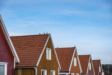 Birds sitting on top of the roof of house with a blue sky © Nordcrisp