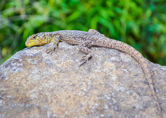 Curious lizard enjoying the sun on the rock