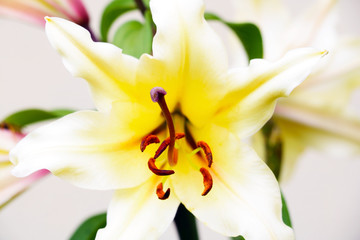 lily close up, fresh flowers in the garden, a bouquet of flowers for the holidays.