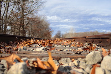 Obraz premium Train Tracks Covered in Leaves 