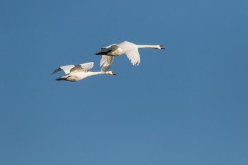 Höckerschwan Paar (Cygnus olor) im Flug über den Köppchensee in Berlin 