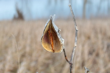 Milkweed