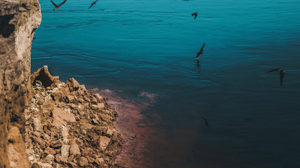 birds over the sea