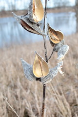 Dried Milkweed Plant