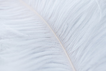 White feather texture background. Top view