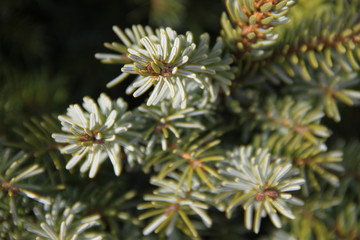 Macro green spine pine tree