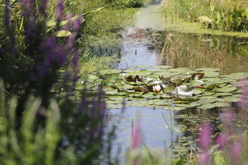 Teich mit Seerosen und Wasserpflanzen