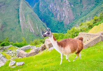 Door stickers Lama Cute brown lama walking around inca ruins of Machu Picchu in Peru