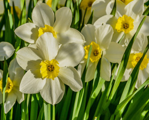 Spring flowers on city lawns.