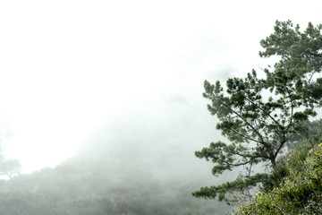 Fototapeta na wymiar tree and mountain in the fog wallpaper