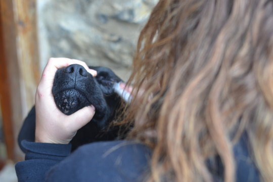 curando al perro