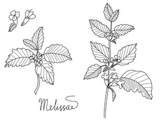 melissa or lemon balm leaves vector set - obrazy, fototapety, plakaty