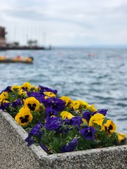 flowers on the beach