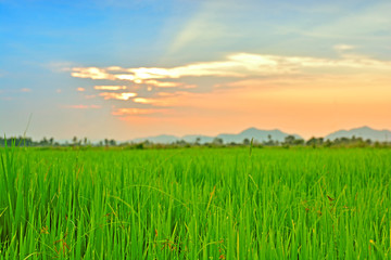 Landscape View Of Beautiful Green fields in the twilight sky