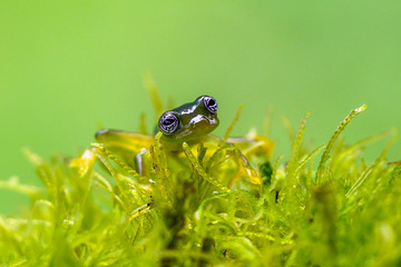 Teratohyla spinosa glass frog (spiny cochran frog) of the family of centrolenidae on a green leaf in the jungle of Costa Rica. Found in the jungle of Tortuguero national park.