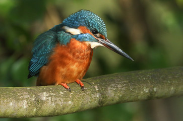 A magnificent female Kingfisher, Alcedo atthis, perching on a twig that is growing over a river. 