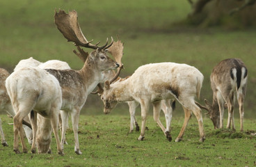 A herd of magnificent buck Fallow Deer, Dama dama, grazing in a field at the edge of woodland.