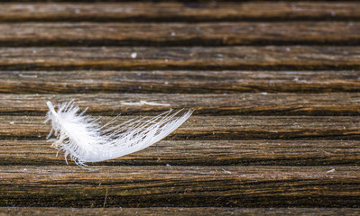 white feather 