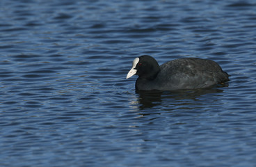 A pretty Coot, Fulica atra, swimming on a lake in the UK. 