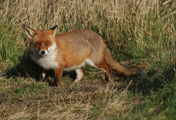 A magnificent hunting wild Red Fox, Vulpes vulpes, standing in a meadow poking out its tongue.