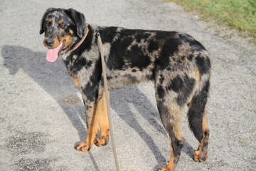 Beauce Harlequin color Shepherd Dog