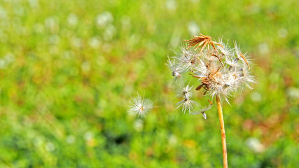 dandelion seeds blowing in garden