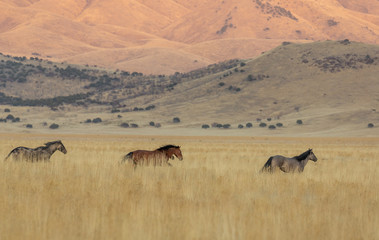 Naklejka na ściany i meble Wild Horses in Fall in the Utah desert
