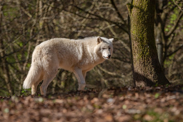 Obraz premium Polar Wolf in forrest