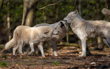 Fototapeta premium Polar Wolf in forrest