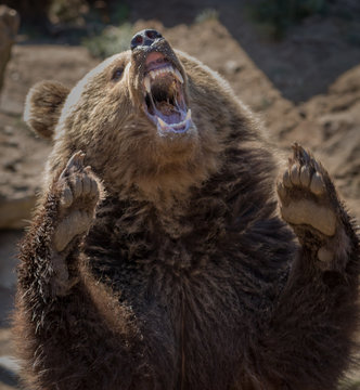 Brown bear showing his teeth