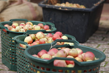 Körbe mit Äpfeln und Apfelmaische für Most oder Apfelsaft Herstellung