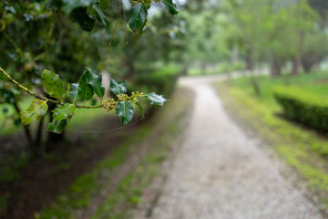 Close-up with shallow depth of field of early buds on holly tree leaves with soft-focus background of a pathway leading to parkland.
