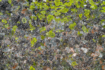 Moss, fungus on stone closeup . Stone with patterns. Stone with moss. Stones boulders covered with moss and fungus.