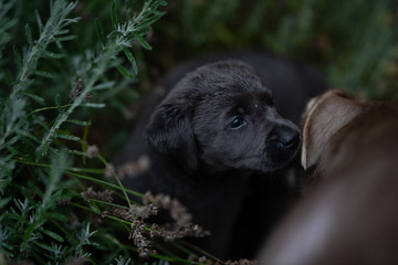 Labrador Welpen auf Entdeckungsreise