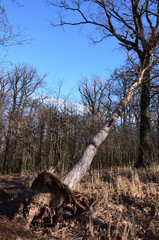 an uprooted tree leaning against another wind